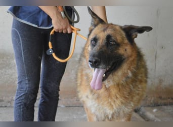 Baley - Groß, größer, Baley