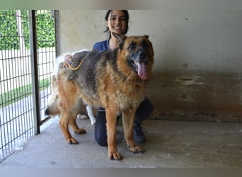 Baley - Groß, größer, Baley