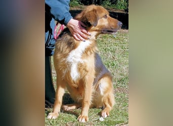 Zenone - Schäfi auf der Suche nach seinen Menschen