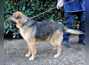 Zenone - Die unbeantwortete Frage von 2021