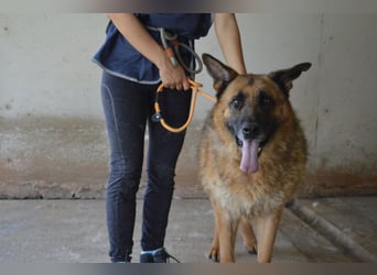 Baley - Groß, größer, Baley