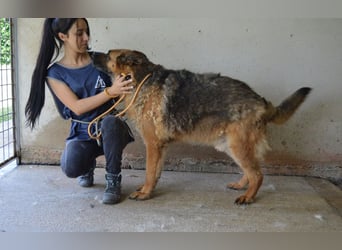 Baley - Groß, größer, Baley