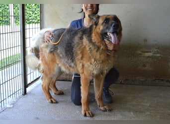 Baley - Groß, größer, Baley