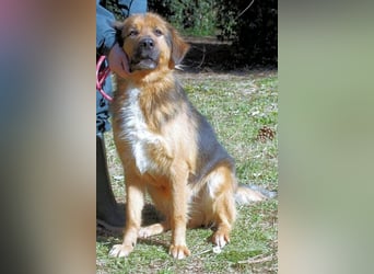 Zenone - Schäfi auf der Suche nach seinen Menschen