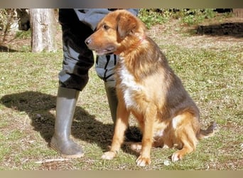 Zenone - Schäfi auf der Suche nach seinen Menschen