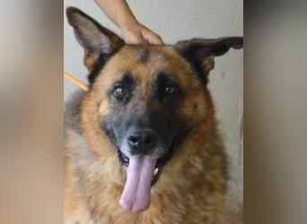 Baley - Groß, größer, Baley