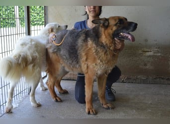 Baley - Groß, größer, Baley