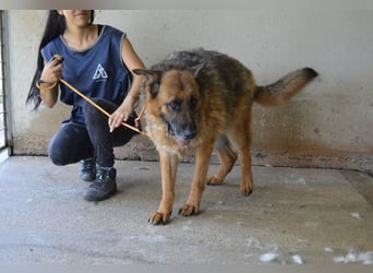 Baley - Groß, größer, Baley