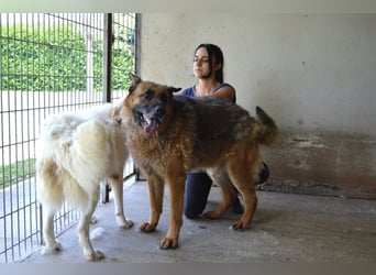 Baley - Groß, größer, Baley