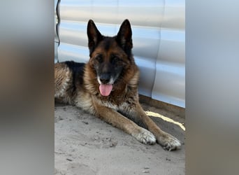 Timo sucht seinen Menschen