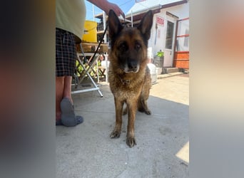 Timo sucht seinen Menschen