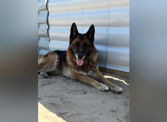 Timo sucht seinen Menschen