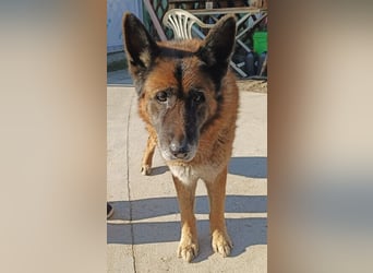 Timo sucht seinen Menschen
