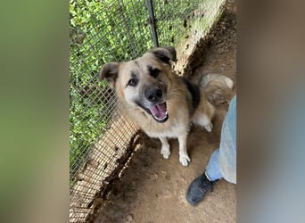 PITI - toller Schäferhund Mix