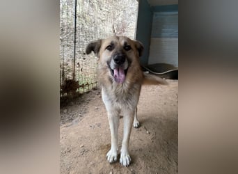 PITI - toller Schäferhund Mix