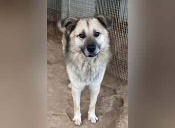 PITI - toller Schäferhund Mix