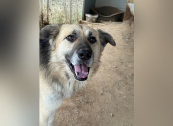 PITI - toller Schäferhund Mix