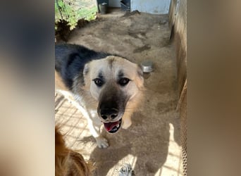 PITI - toller Schäferhund Mix