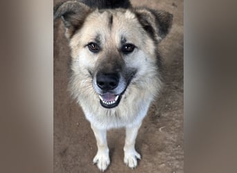 PITI - toller Schäferhund Mix