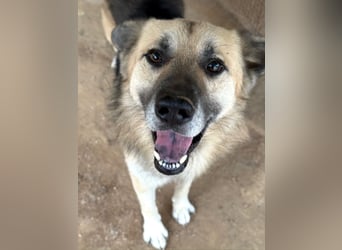 PITI - toller Schäferhund Mix