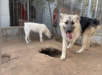 PITI - toller Schäferhund Mix