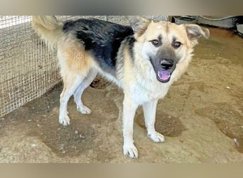 PITI - toller Schäferhund Mix