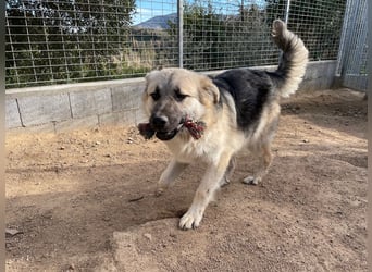 PITI - toller Schäferhund Mix