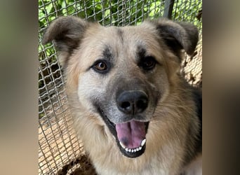 PITI - toller Schäferhund Mix