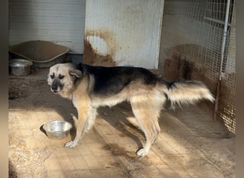 PITI - toller Schäferhund Mix