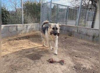 PITI - toller Schäferhund Mix