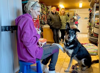 Bailey Boy - sucht ein souveränes Zuhause - Tierhilfe Franken e.V.