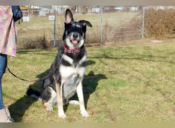Bailey Boy - sucht ein souveränes Zuhause - Tierhilfe Franken e.V.