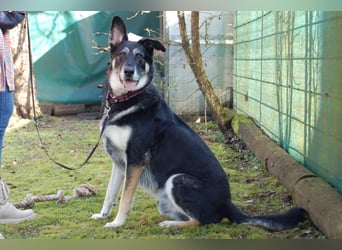 Bailey Boy - sucht ein souveränes Zuhause - Tierhilfe Franken e.V.