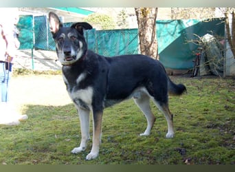 Bailey Boy - sucht ein souveränes Zuhause - Tierhilfe Franken e.V.