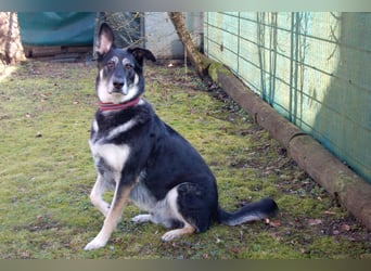 Bailey Boy - sucht ein souveränes Zuhause - Tierhilfe Franken e.V.
