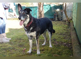 Bailey Boy - sucht ein souveränes Zuhause - Tierhilfe Franken e.V.