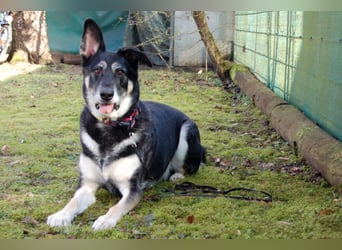 Bailey Boy - sucht ein souveränes Zuhause - Tierhilfe Franken e.V.