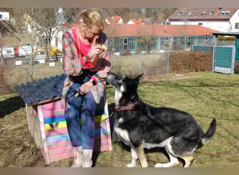 Bailey Boy - sucht ein souveränes Zuhause - Tierhilfe Franken e.V.