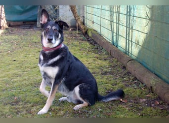 Bailey Boy - sucht ein souveränes Zuhause - Tierhilfe Franken e.V.