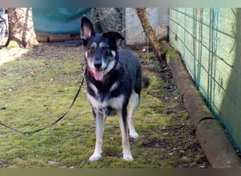 Bailey Boy - sucht ein souveränes Zuhause - Tierhilfe Franken e.V.