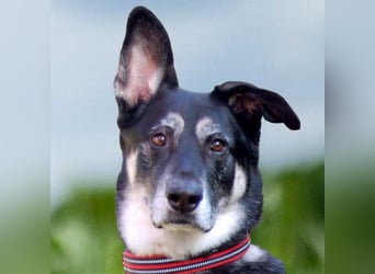 Bailey Boy - sucht ein souveränes Zuhause - Tierhilfe Franken e.V.