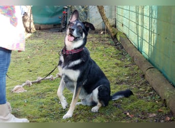 Bailey Boy - sucht ein souveränes Zuhause - Tierhilfe Franken e.V.
