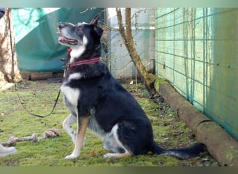 Bailey Boy - sucht ein souveränes Zuhause - Tierhilfe Franken e.V.