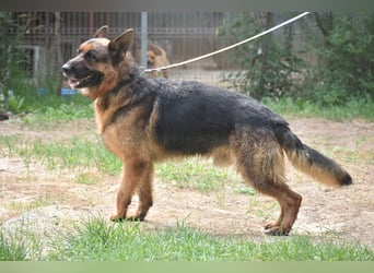"Winston", geboren 01.06.2022, sucht ein kleines Körbchen