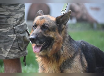 "Winston", geboren 01.06.2022, sucht ein kleines Körbchen