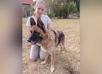 Liebe Schäferhündin Emma, ca. 2021 geboren, verträglich, sucht ein Zuhause