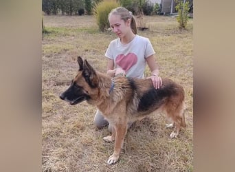 Liebe Schäferhündin Emma, ca. 2021 geboren, verträglich, sucht ein Zuhause