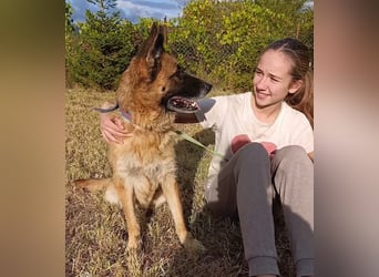 Liebe Schäferhündin Emma, ca. 2021 geboren, verträglich, sucht ein Zuhause