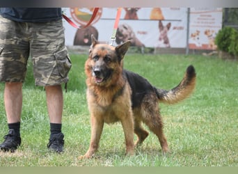 "Winston", geboren 01.06.2022, sucht ein kleines Körbchen