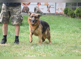 "Winston", geboren 01.06.2022, sucht ein kleines Körbchen